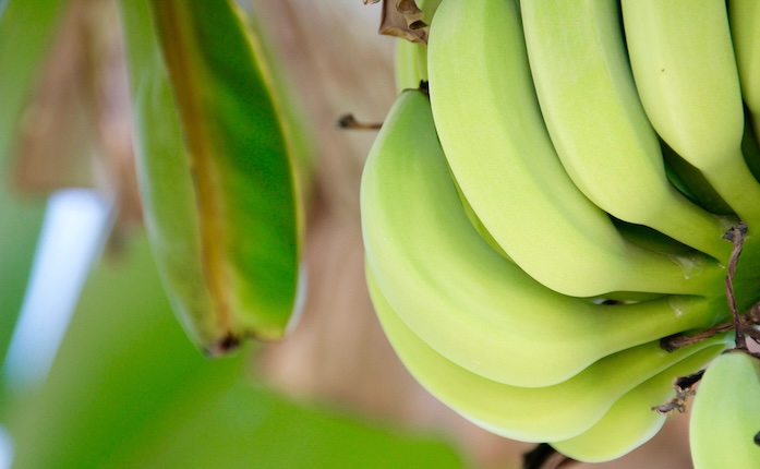 Banano